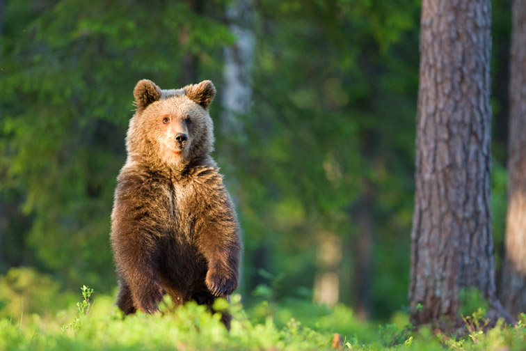 Brown bear youngster in forest. Finland. 